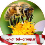 گروه آموزش زنبورداری تلگرام
